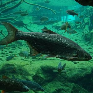 Sneep (Chondrostoma nasus)