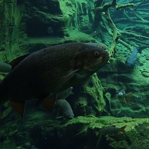 Ide (Leuciscus idus)