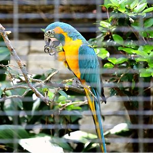 Blue-throated Macaw