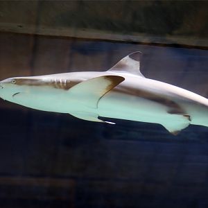 Blacktip Reef Shark