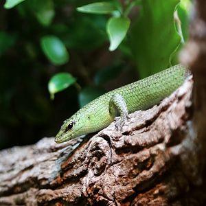 Emerald Skink