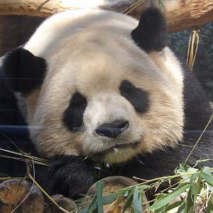 Giant Panda(Ailuropoda melanoleuca)
