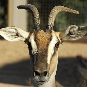 Nubian Soemmerring's Gazelle(Nanger soemmerringii)