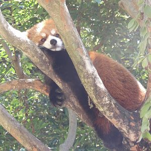 Chinese Red Panda(Ailurus styani)