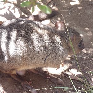 Brush-Tailed Bettong(Bettongia penicillata)