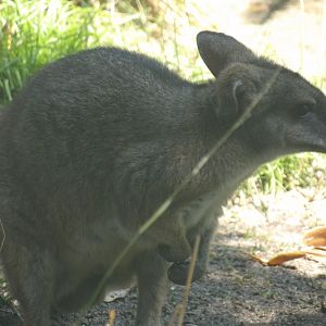 Parma Wallaby(Notamacropus parma)
