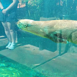 Spotted-Necked Otter(Hydrictis maculicollis)