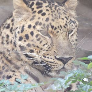 Amur Leopard(Panthera pardus orientalis)