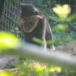 Black-Crested Mangabey(Lophocebus aterrimus)