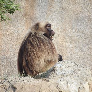 Gelada(Theropithecus gelada)