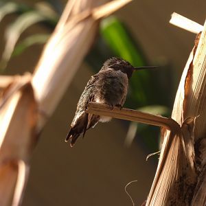 Anna's Hummingbird(Calypte anna)