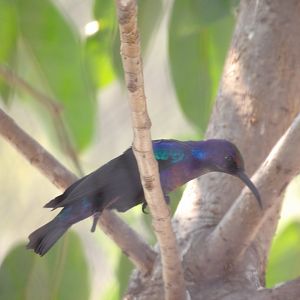 Splendid Sunbird(Cinnyris coccinigastrus)