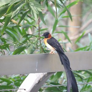 Exclamatory Paradise-Whydah(Vidua interjecta)