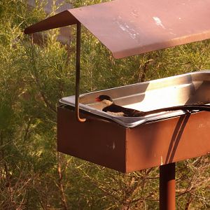 Pin-Tailed Whydah(Vidua macroura)