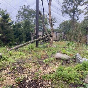 Carpathian Lynx exhibit