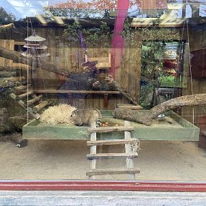 South American coatis indoor exhibit