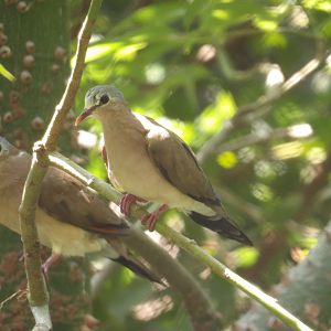 Blue-Spotted Wood Dove(Turtur afer)