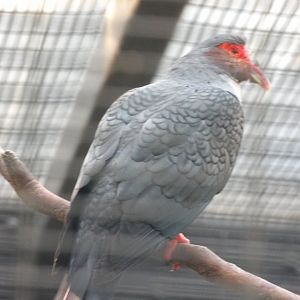 Papuan Mountain-Pigeon(Gymnophaps albertisii)