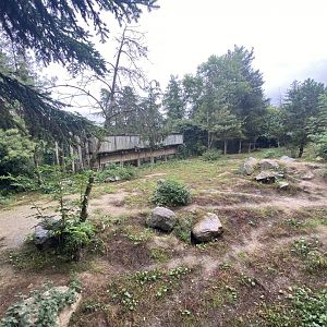 Artic wolves exhibit