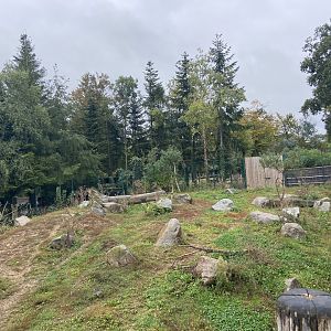 Artic wolves exhibit