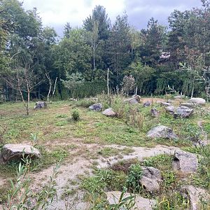 Artic wolves exhibit