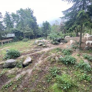 Artic wolves exhibit