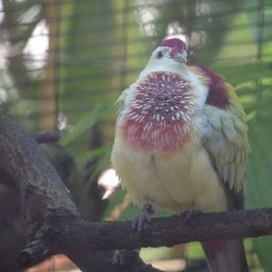 Many-Colored Fruit Dove(Ptilinopus perousii)