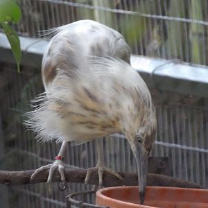 Malagasy Pond Heron(Ardeola idae)