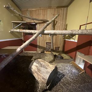 Fossa indoor exhibit