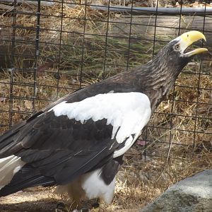Steller's Sea Eagle(Haliaeetus pelagicus)