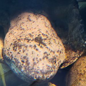 Chinese Giant Salamander(Andrias davidianus)