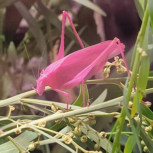 Oblong-Winged Katydid(Amblycorypha oblongifolia)