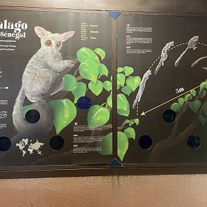 Senegal bushbaby exhibit