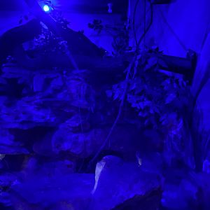 Senegal bushbaby exhibit