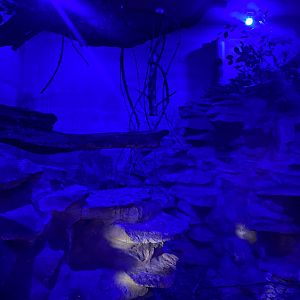 Senegal bushbaby exhibit