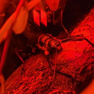 Lord Howe Island Stick Insect(Dryococelus australis)