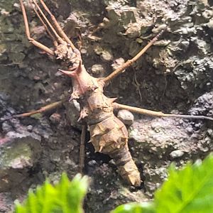 Touch-Me-Not Stick Insect(Epidares nolimetangere)