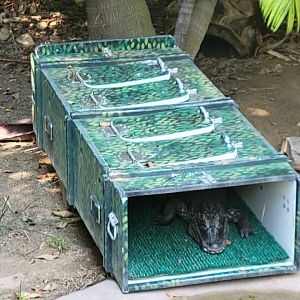 Chinese Alligator(Alligator sinensis) in a transport crate