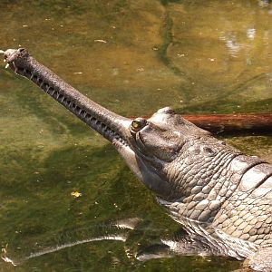 Gharial(Gavialis gangeticus)