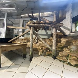 Binturong indoor exhibit