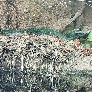 West African Dwarf Crocodile(Osteolaemus tetraspis) building a nest