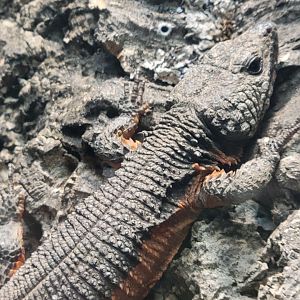 Gorongosa Girdled Lizard(Smaug mossambicus)