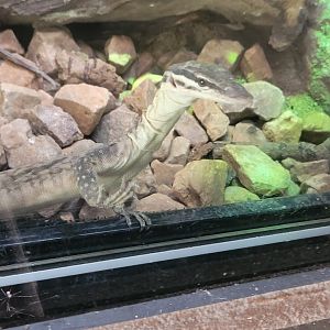 Kimberly Rock Monitor(Varanus glaurti)