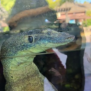 Merten's Water Monitor(Varanus mertensi)