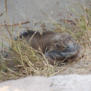 Jamaican Iguana(Cyclura collei)