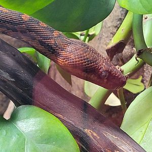 Hispaniolan Boa(Chilabothrus striatus)