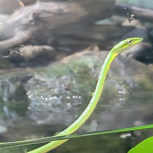 Asian Vine Snake(Ahaetulla prasina)