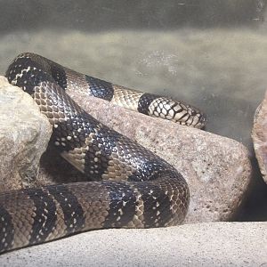 Banded Water Cobra(Naja annulata)