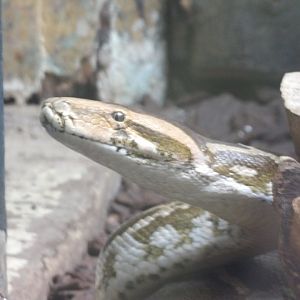 Indian Rock Python(Python molurus)