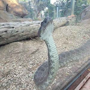 Southern Pacific Rattlesnake(Crotalus helleri)